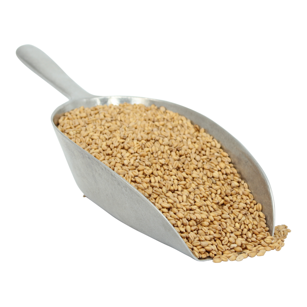 Wheat Berries